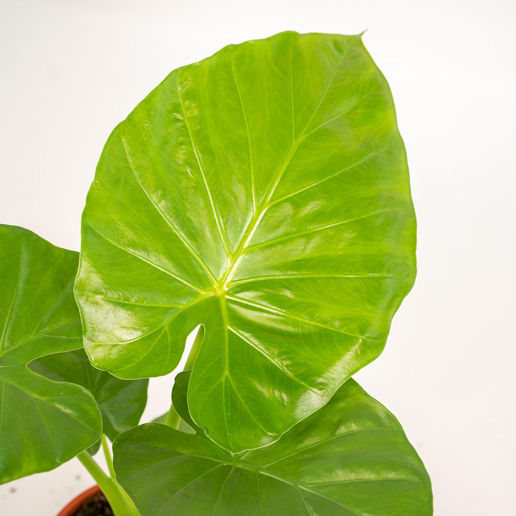Alocasia Macrorrhiza - Ø19cm - ↕70cm + Mand Selin