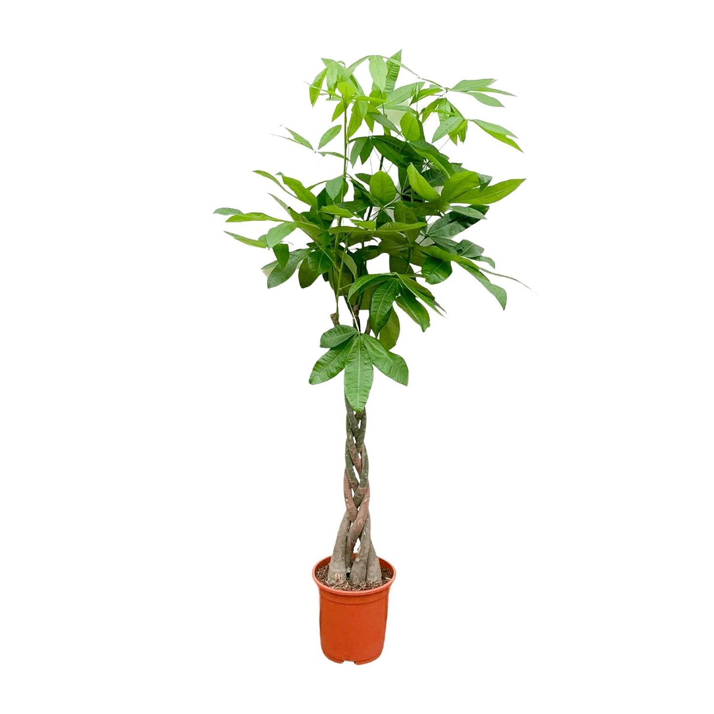 Pachira Aquatica - 160cm - ø24
