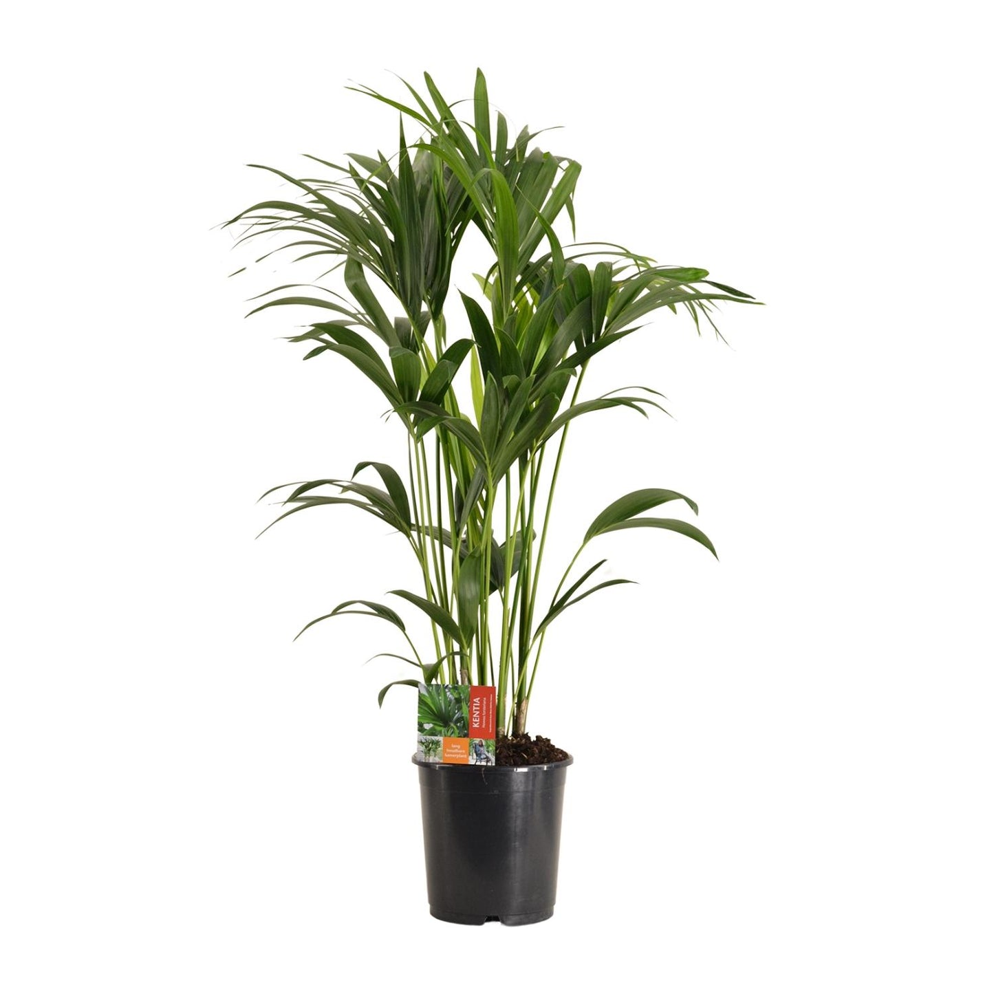 Howea Forsteriana - Ø24cm - ↕120cm