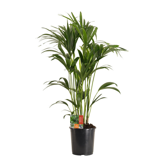 Howea Forsteriana - Ø24cm - ↕120cm