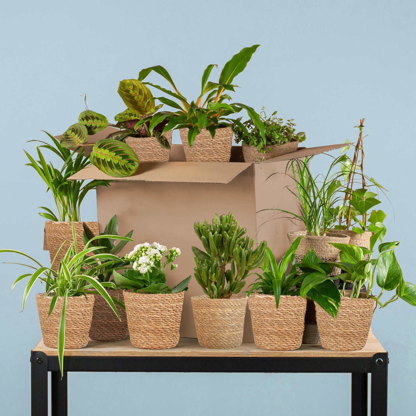 Groene Kneusjesbox (12 stuks) - incl. 12 x mand Sofia
