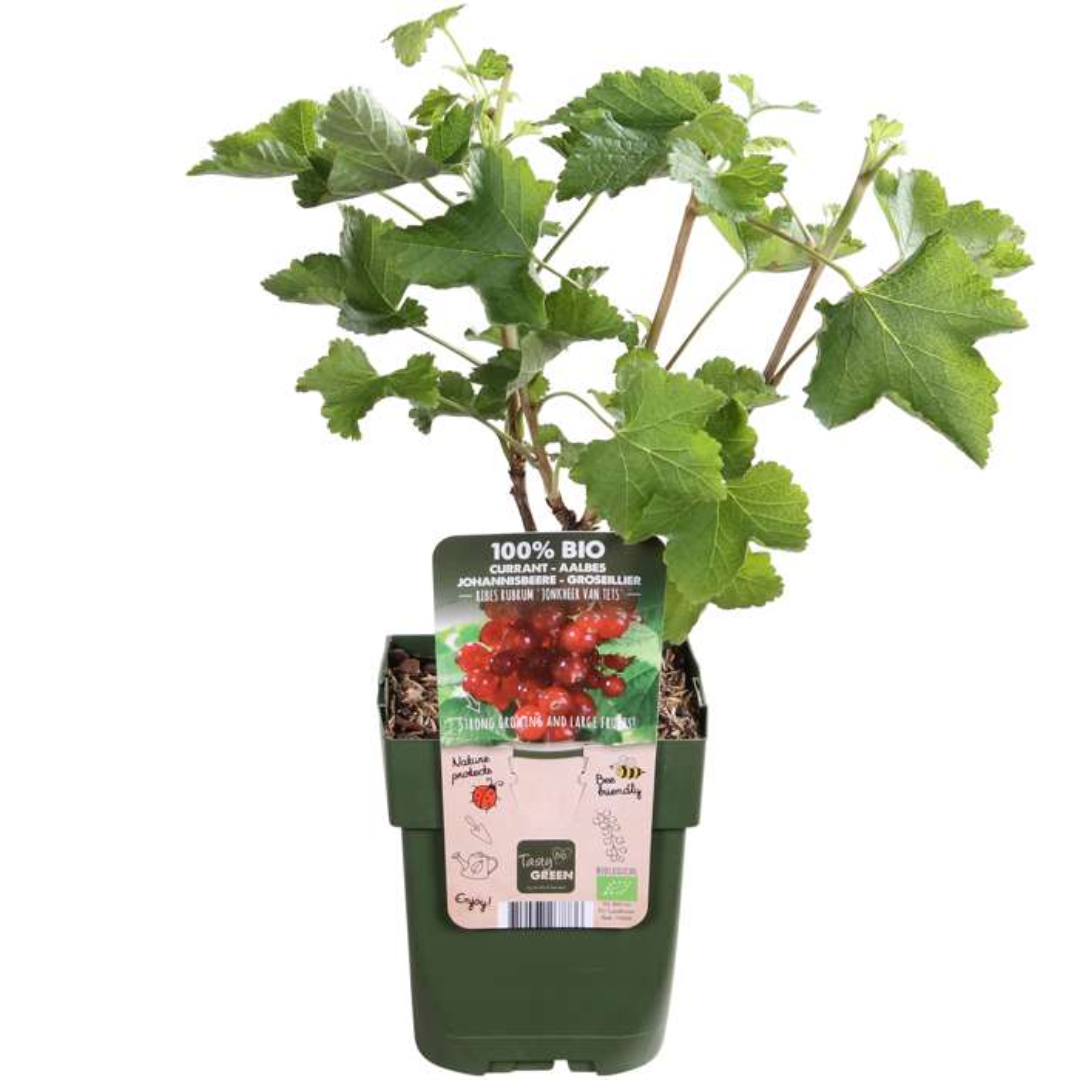 "Vruchtenparadijs" BIO Fruitplanten mix set van 4 verschillende soorten