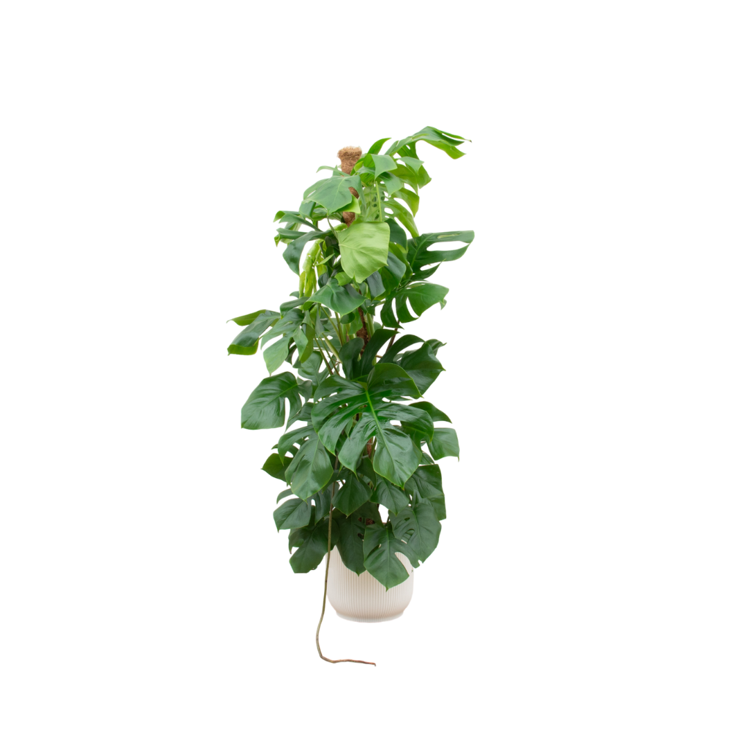 Monstera Pertusum XL inclusief elho Vibes Fold Round wit Ø30 - 150 cm