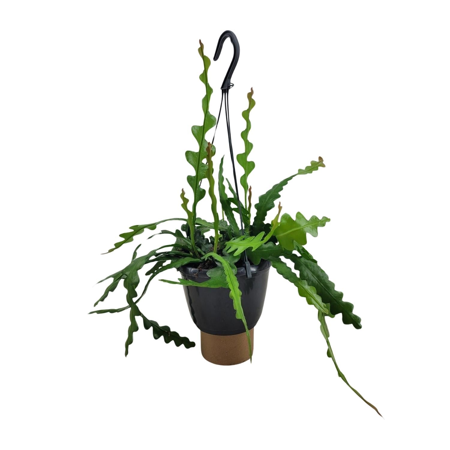 Epiphyllum Anguliger - Ø14cm - ↕35cm