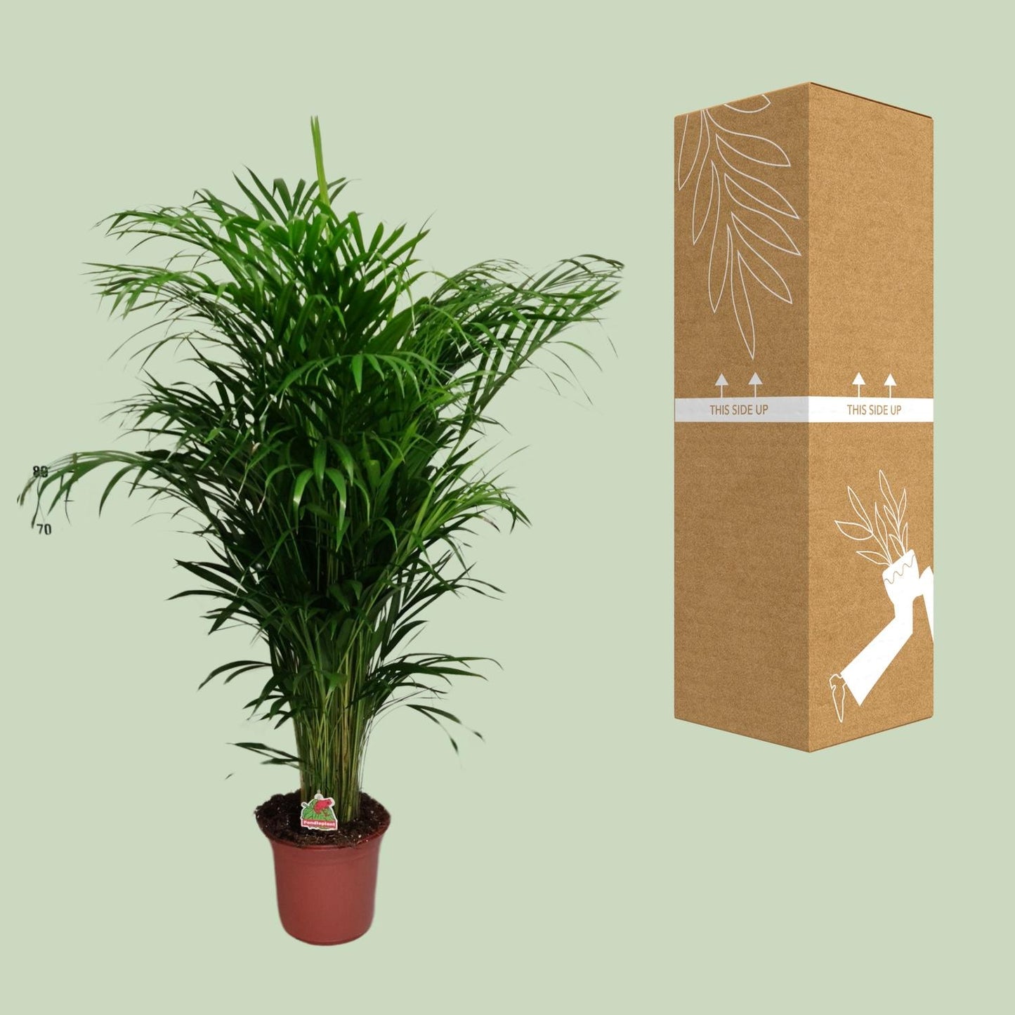 Dypsis Lutescens - Ø24cm - ↕125cm
