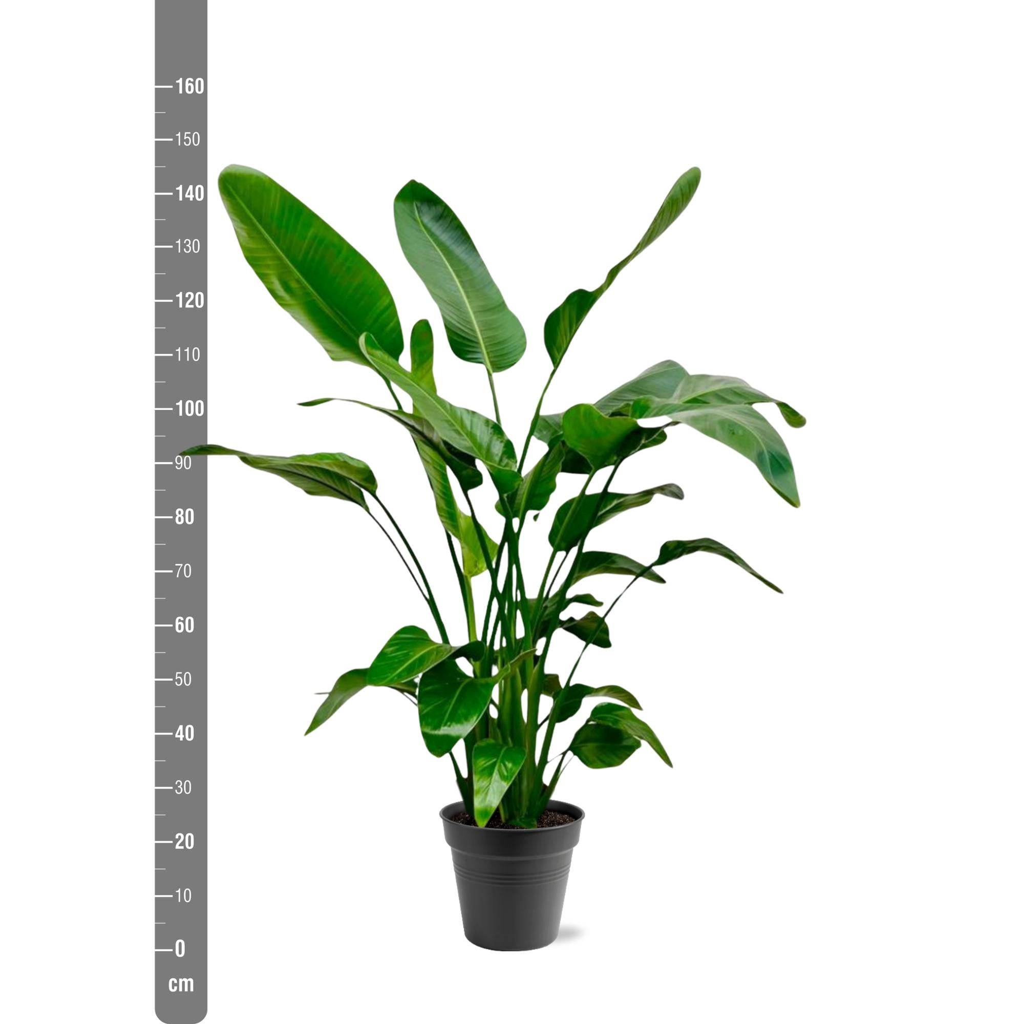 Strelitzia Nicolai - 140 - 150cm - Ø24