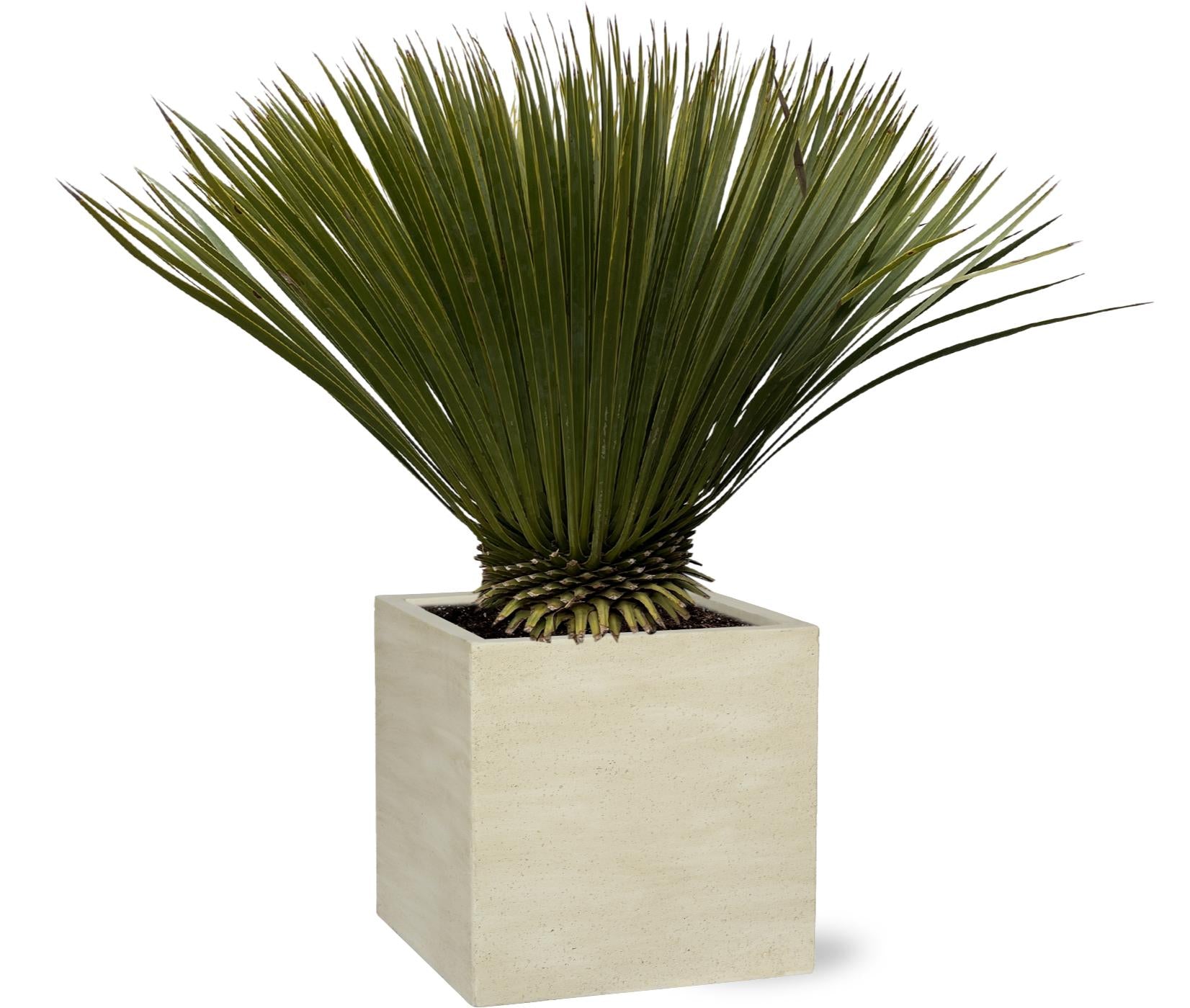 Yucca Rostrata - 70cm- Ø30
