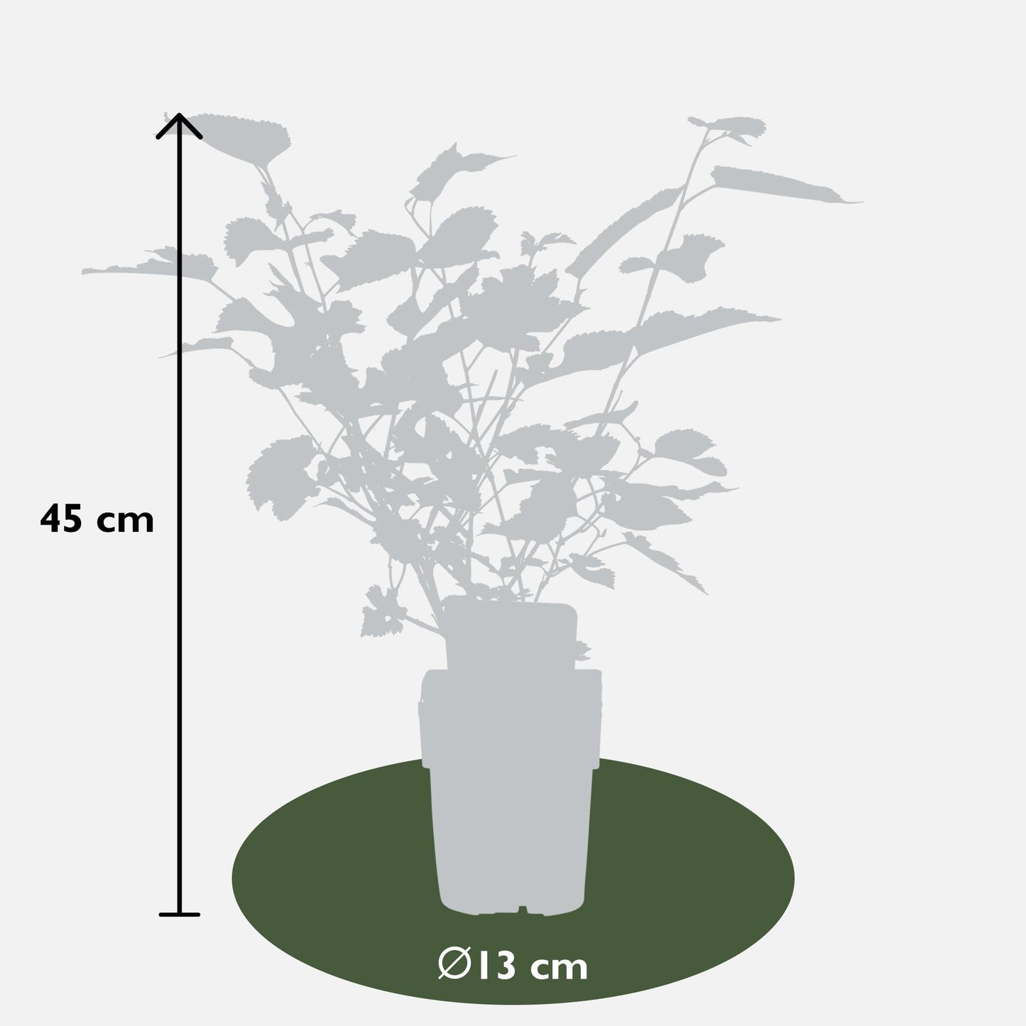 Morus nigra Mulle - Ø13cm - ↕45cm