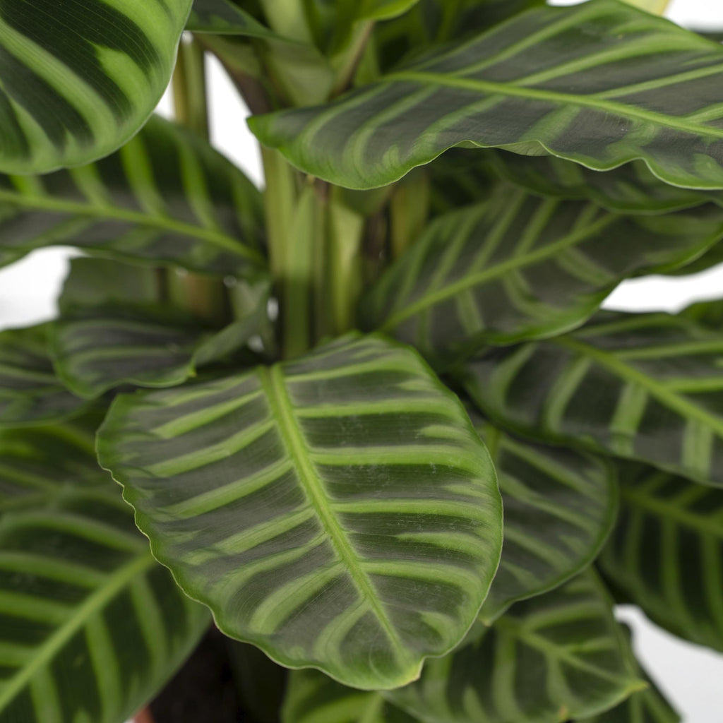 Calathea Zebrina - Pauwenplant - Ø19cm - ↕80cm