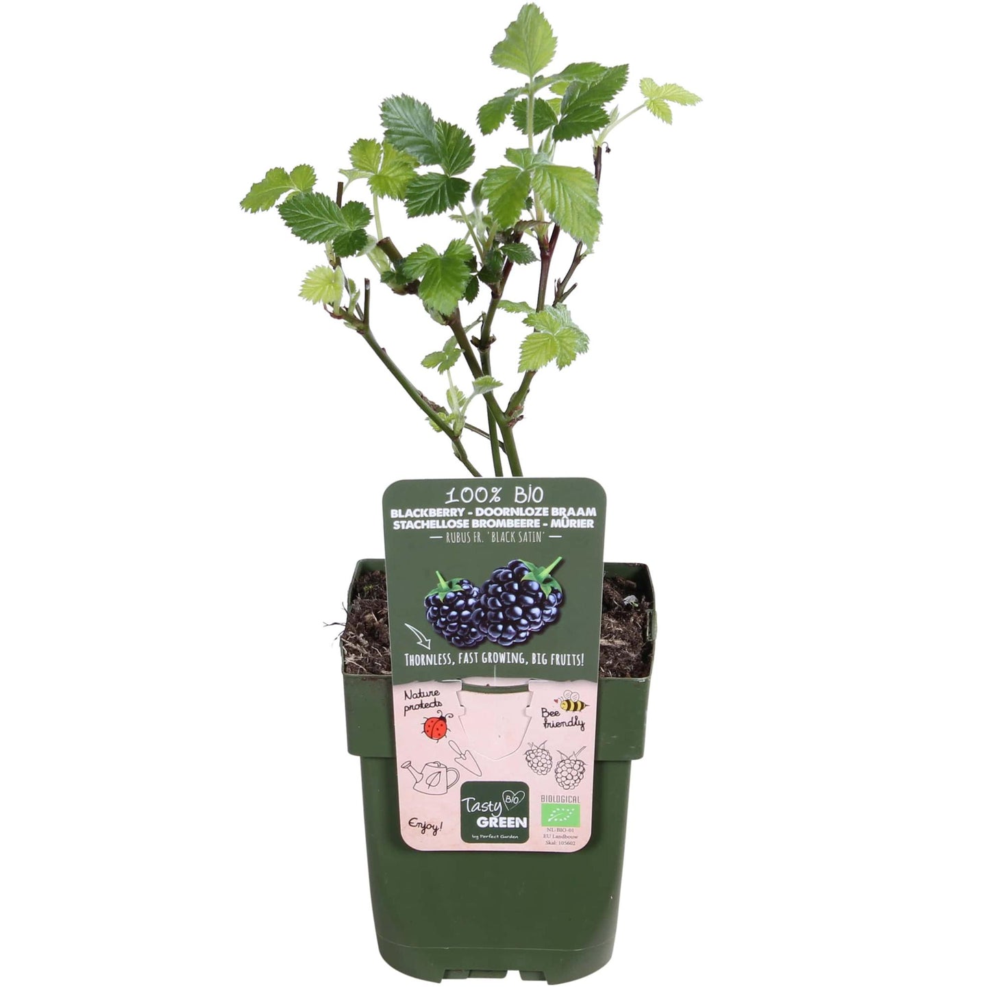 Rubus fruticosus 'Black Satin' - Doornloze Braam - Ø13cm - ↕45cm