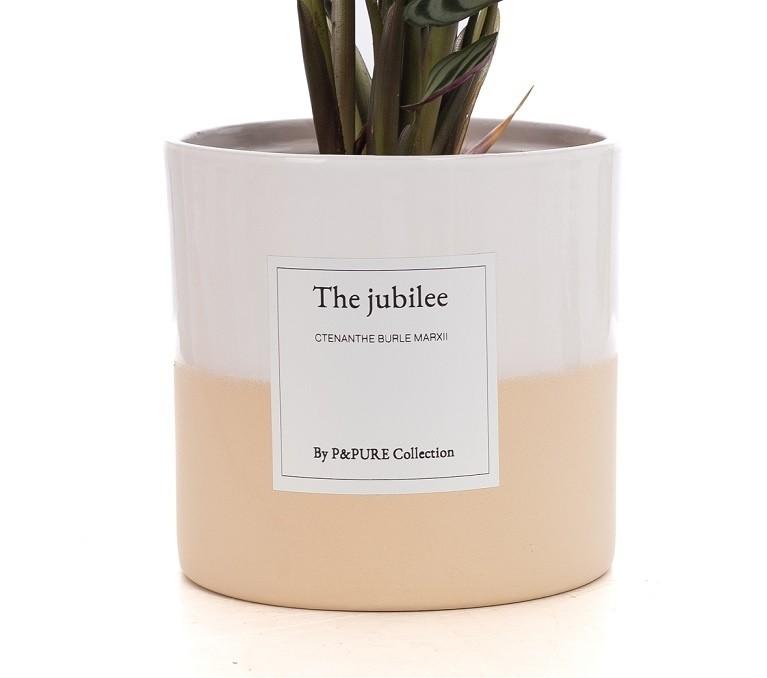 Ctenanthe Burle Marxii Gift "The Jubilee" WITH GREETING CARD! - Ø12cm - ↕25cm