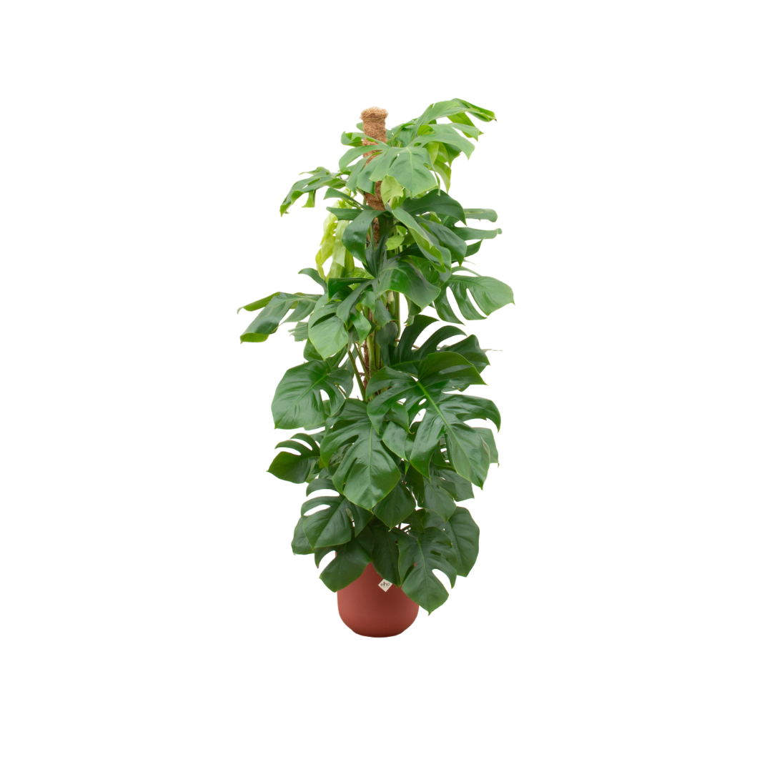 Monstera Pertusum XL inclusief elho Jazz Round rood Ø26 - 150 cm