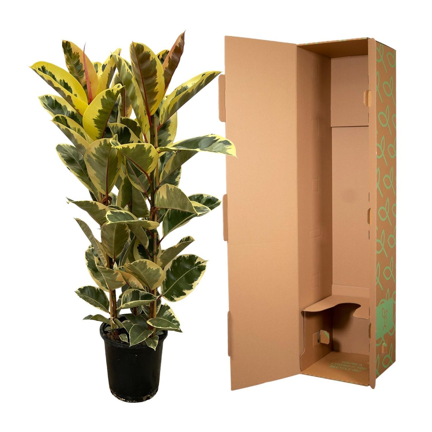 Ficus Elastica Tineke struik - 140 cm - Ø28cm