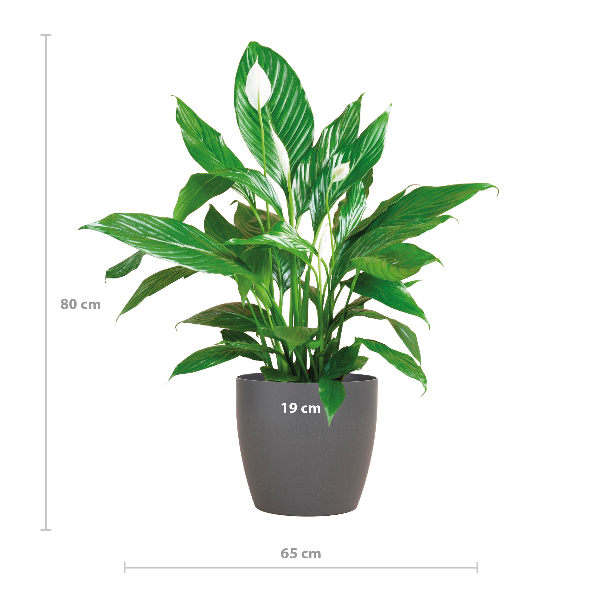 Spathiphyllum met Viber grijs - 80cm - Ø21