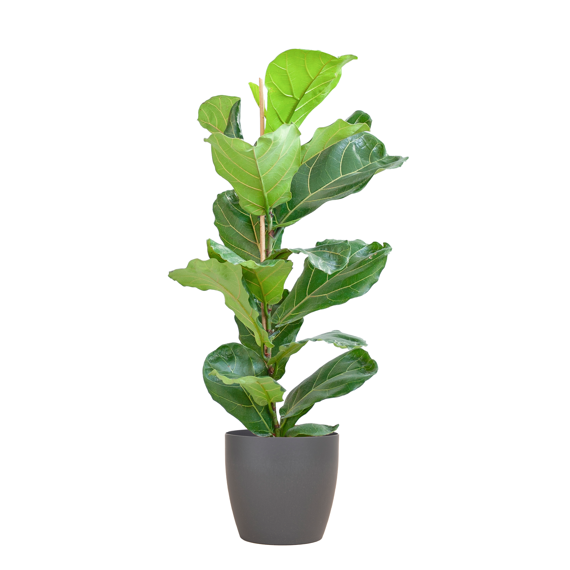 Ficus Lyrata met Viber pot grijs - 80cm - Ø21