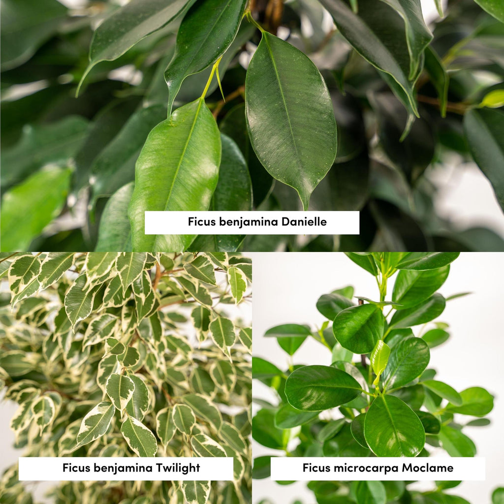 Ficus Benjamina Danielle - Ø21cm - ↕95cm + Ficus Benjamina Twilight - Ø21cm - ↕95cm + Ficus Microcarpa Moclame - Ø21cm - ↕95cm + Mand Selin