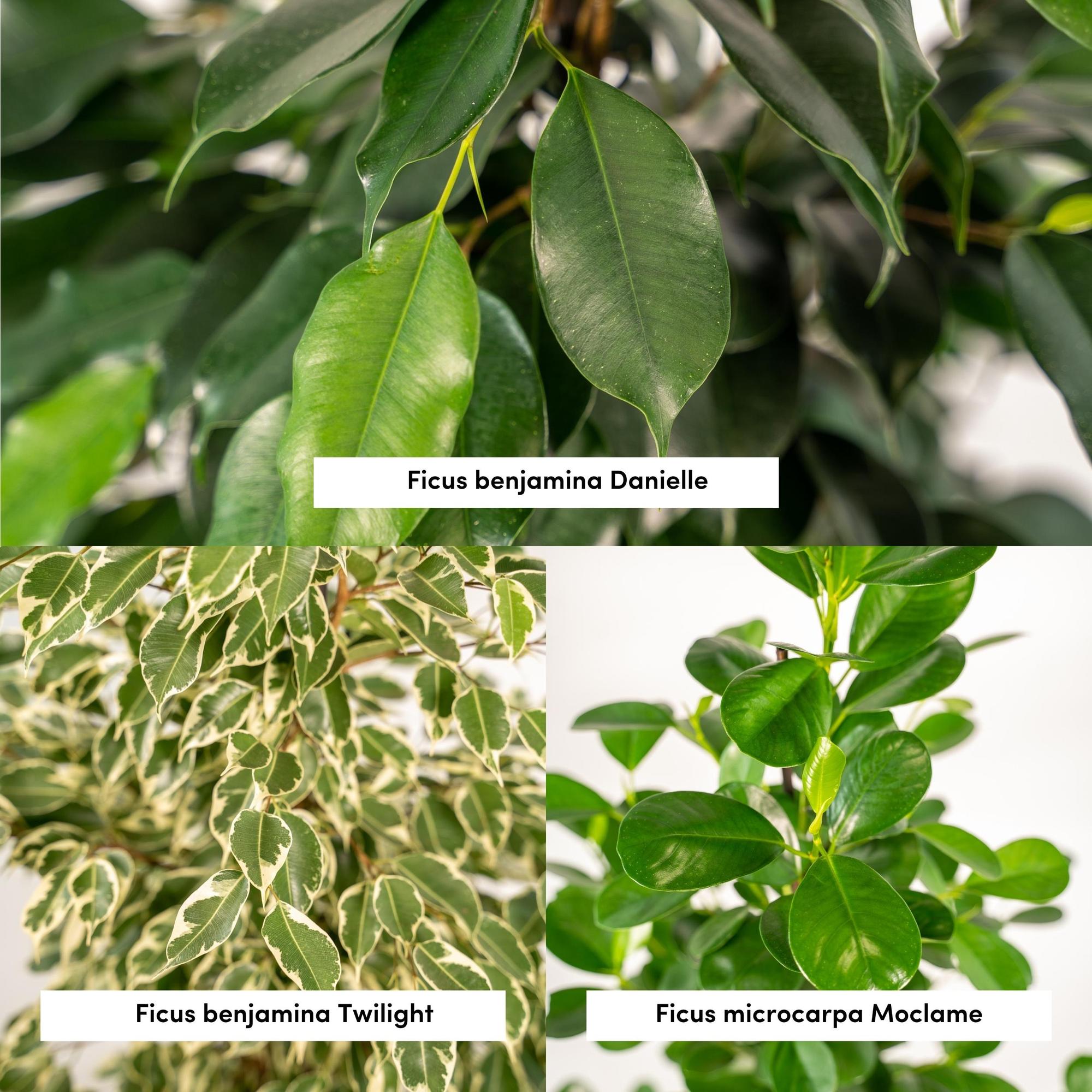 Ficus Benjamina Danielle - Ø21cm - ↕95cm + Ficus Benjamina Twilight - Ø21cm - ↕95cm + Ficus Microcarpa Moclame - Ø21cm - ↕95cm + Mand Selin