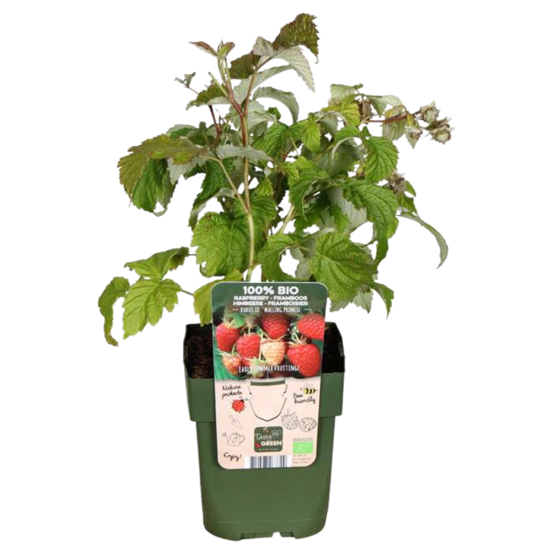 "Zomervruchten" BIO Fruitplanten mix set van 4 verschillende soorten