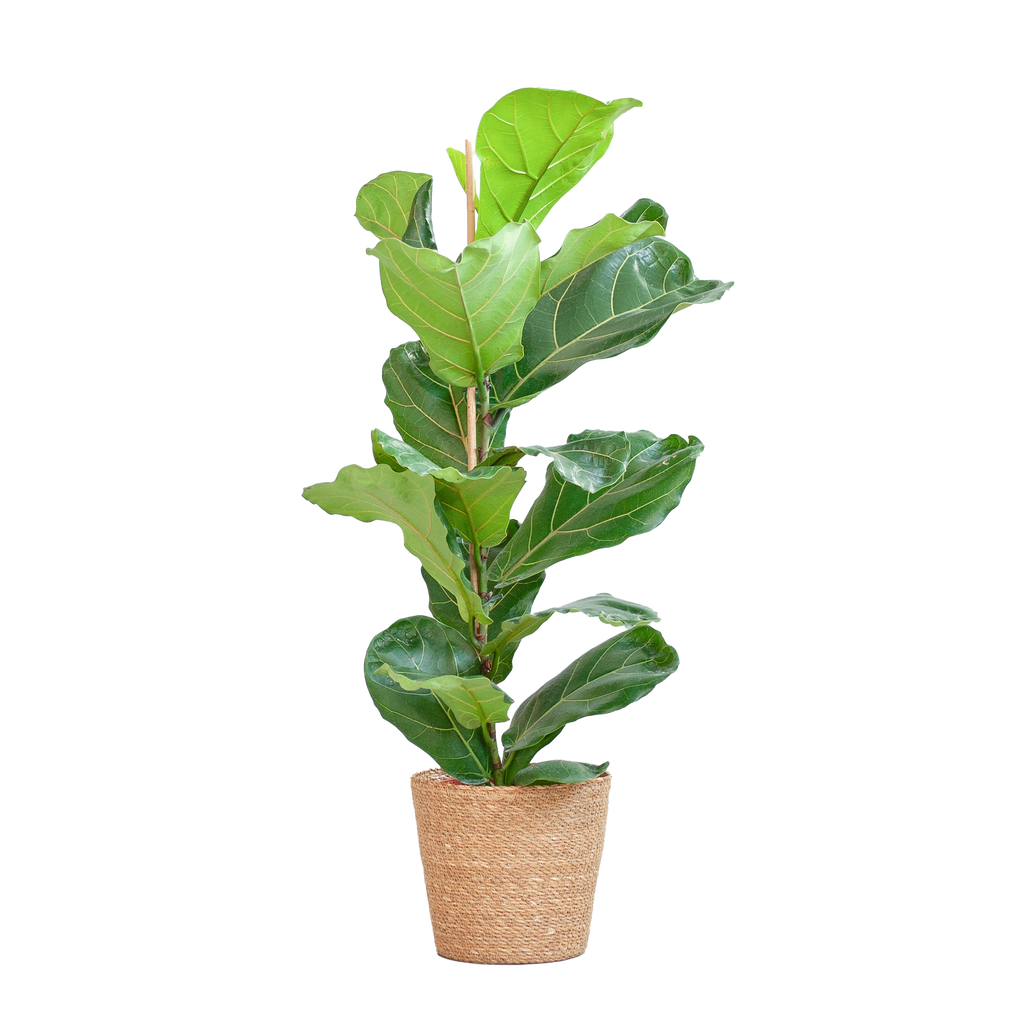 Ficus Lyrata met Mand Sofia naturel - 80cm - Ø21