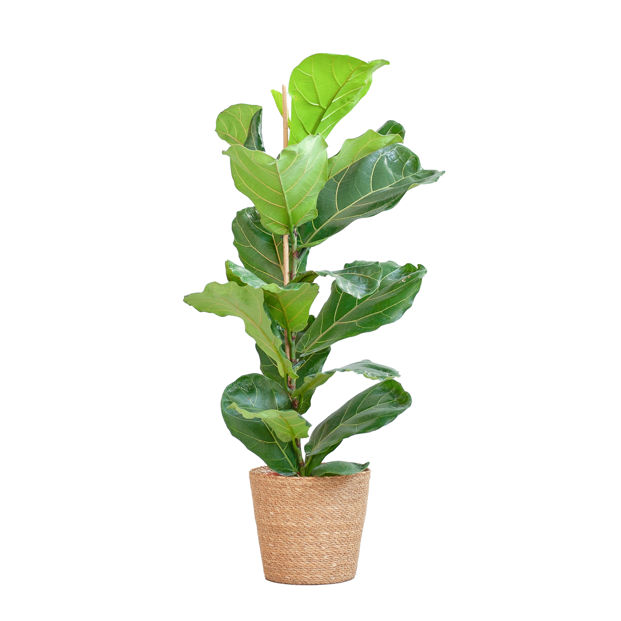 Ficus Lyrata met Mand Sofia naturel - 80cm - Ø21