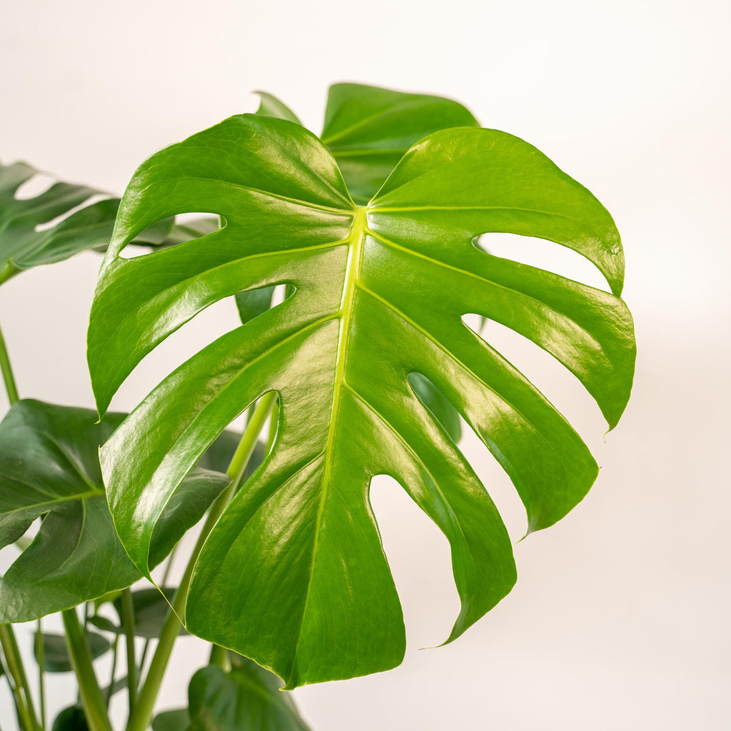 Monstera Deliciosa - ↨80cm - Ø21cm + Mand Selin