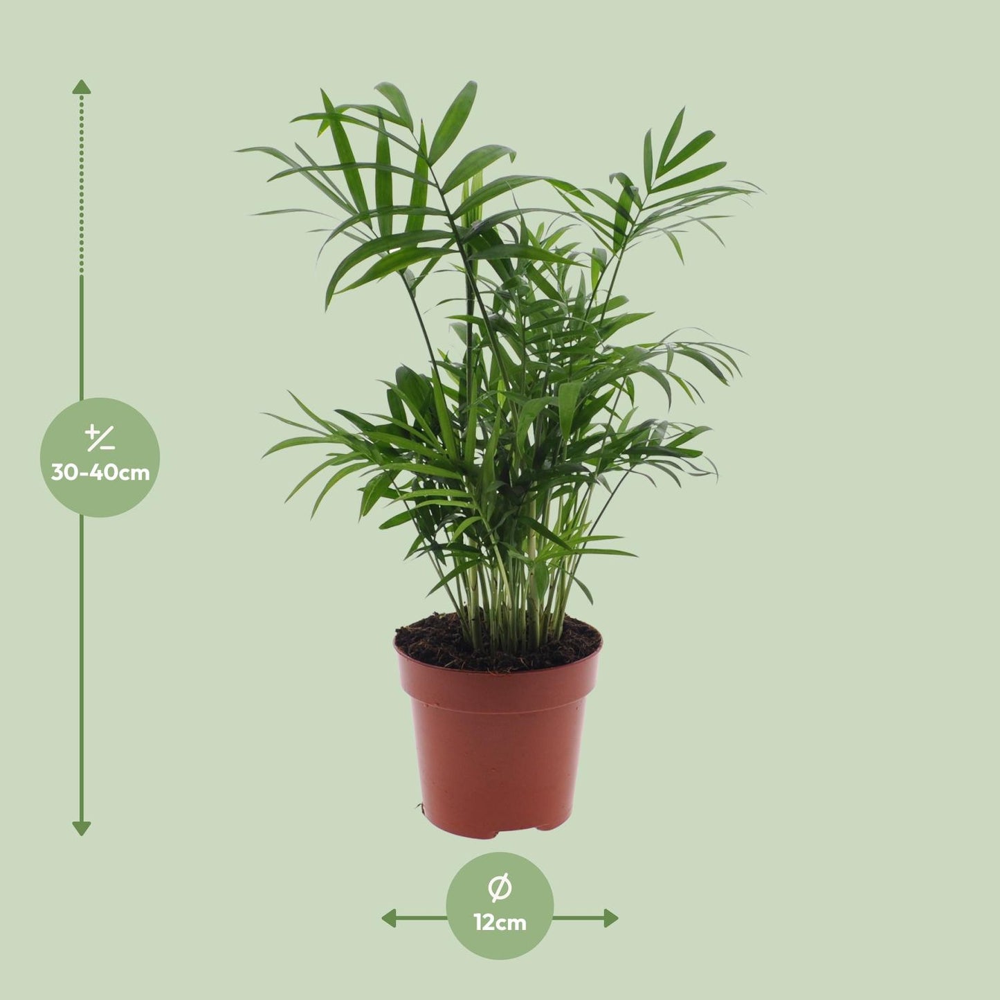 Chamaedorea Elegans - Mexicaanse Bergpalm - Ø12cm - ↕40cm