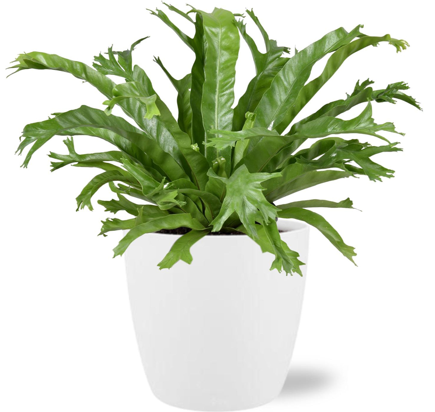 Asplenium Nidus Crissie - Ø17cm - ↕40cm + Pot Brussels D18x17cm - Wit