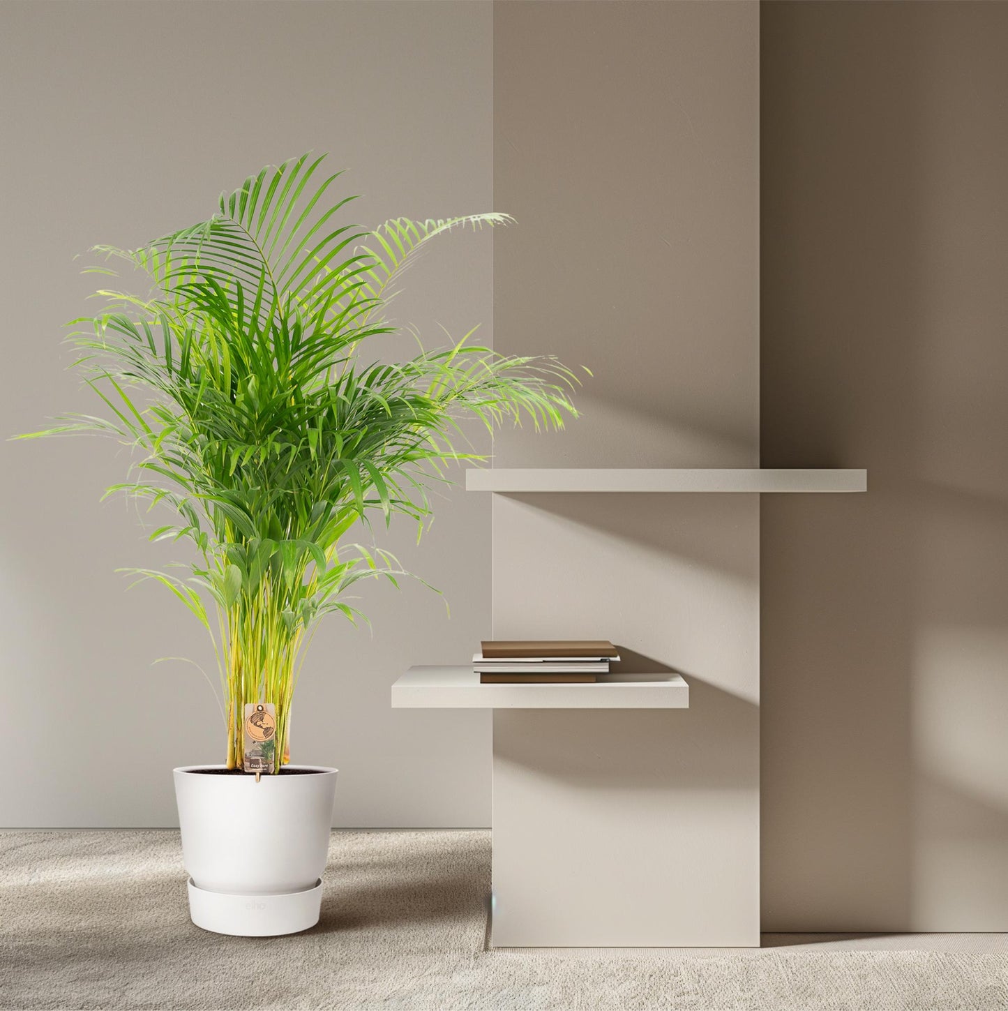 Areca palm - Ø21cm - ↕130cm