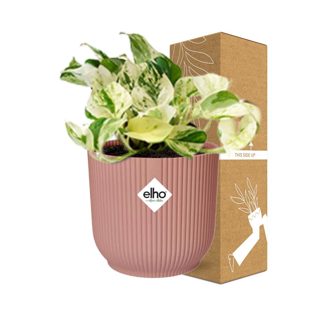 Epipremnum Pinnatum Happy Leaf in ELHO Vibes Fold 14cm roze