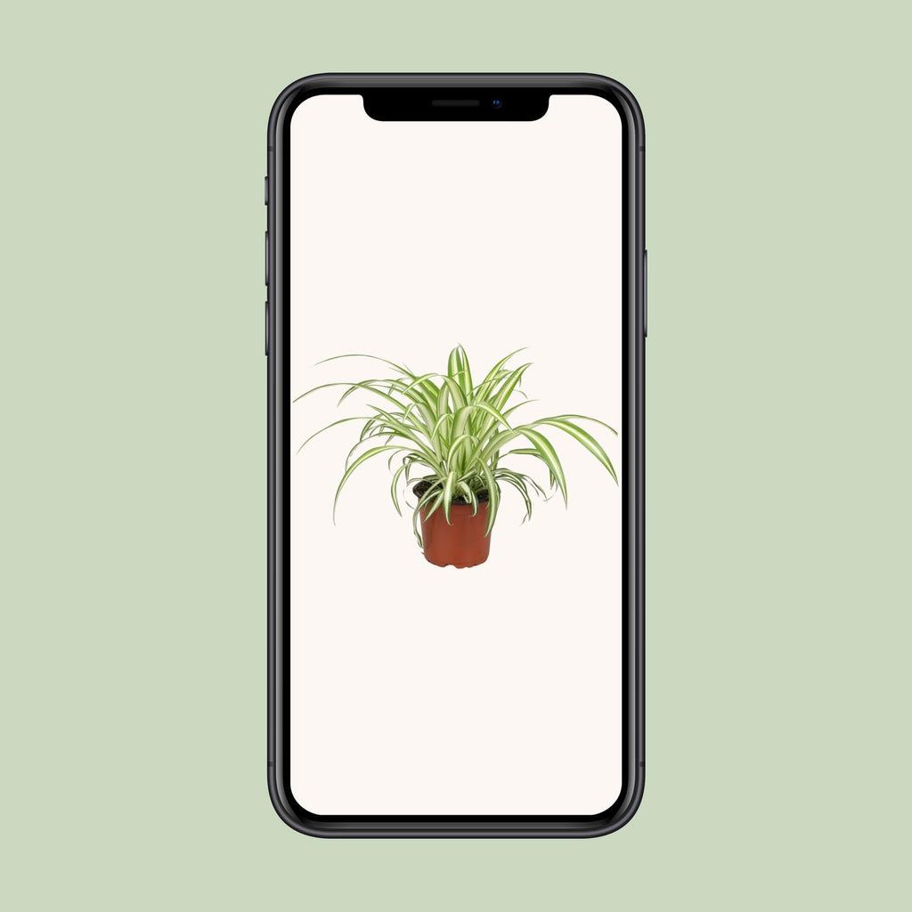 Chlorophytum - Ø12cm - ↕25cm