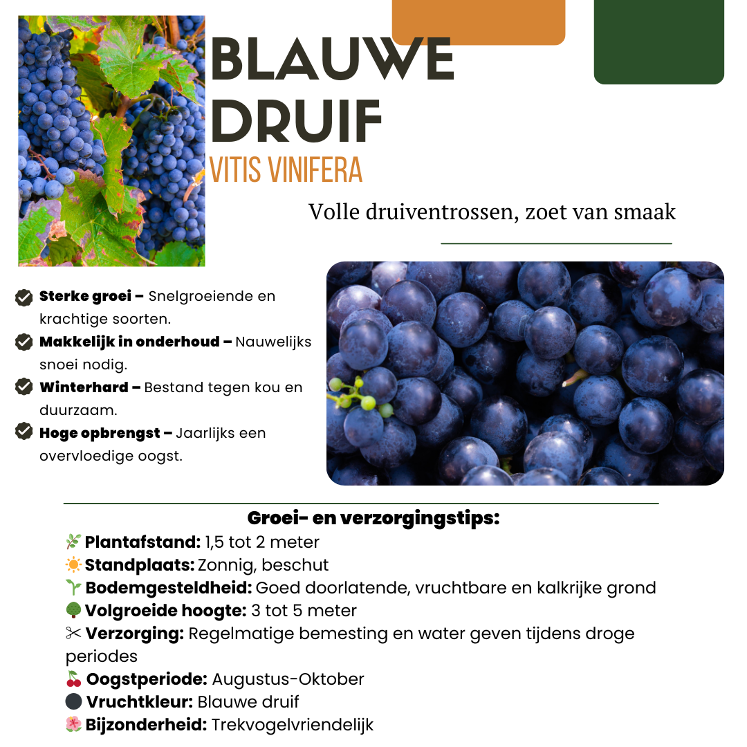 3 x Biologische Druivenplanten - Ø 13 cm - ↨ 20 cm