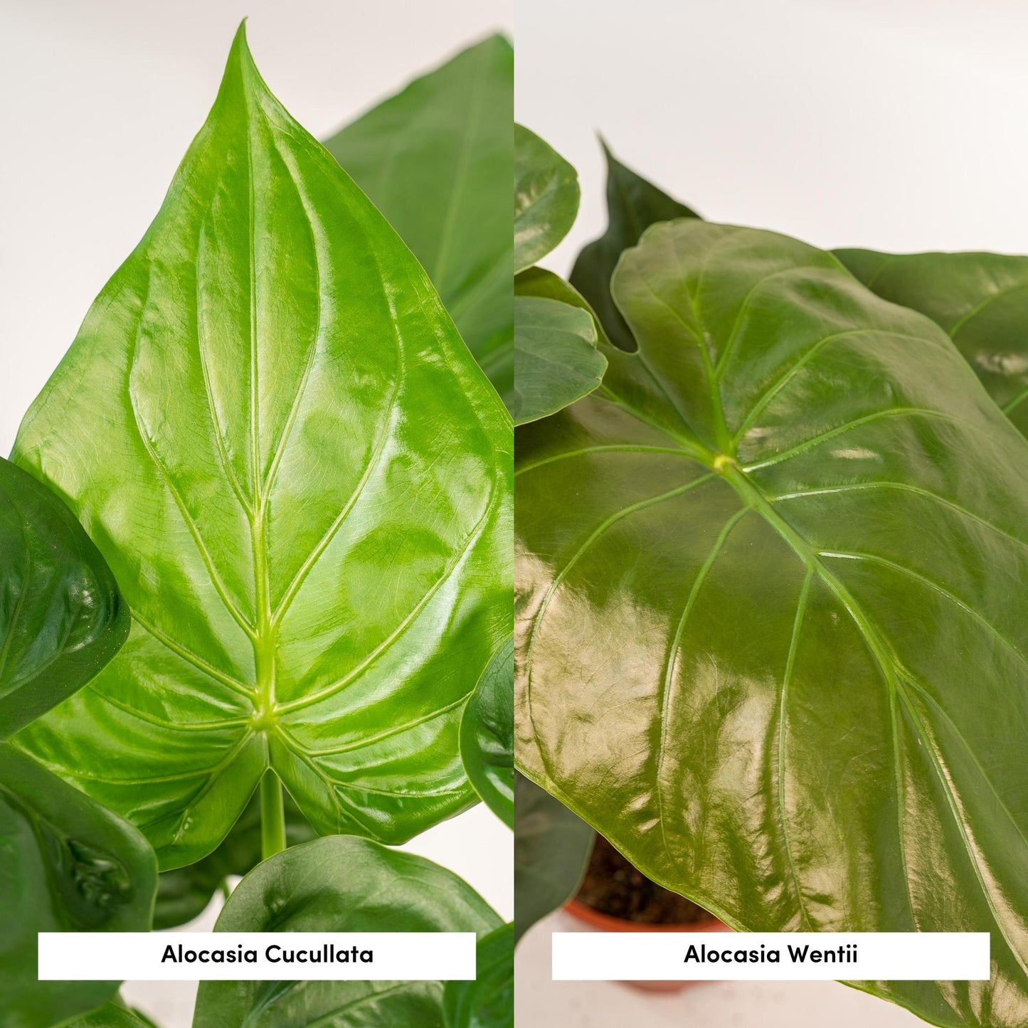 Alocasia Cucullata - Ø19cm - ↕60cm + Alocasia Wentii - Ø19cm - ↕60cm + Mand Selin
