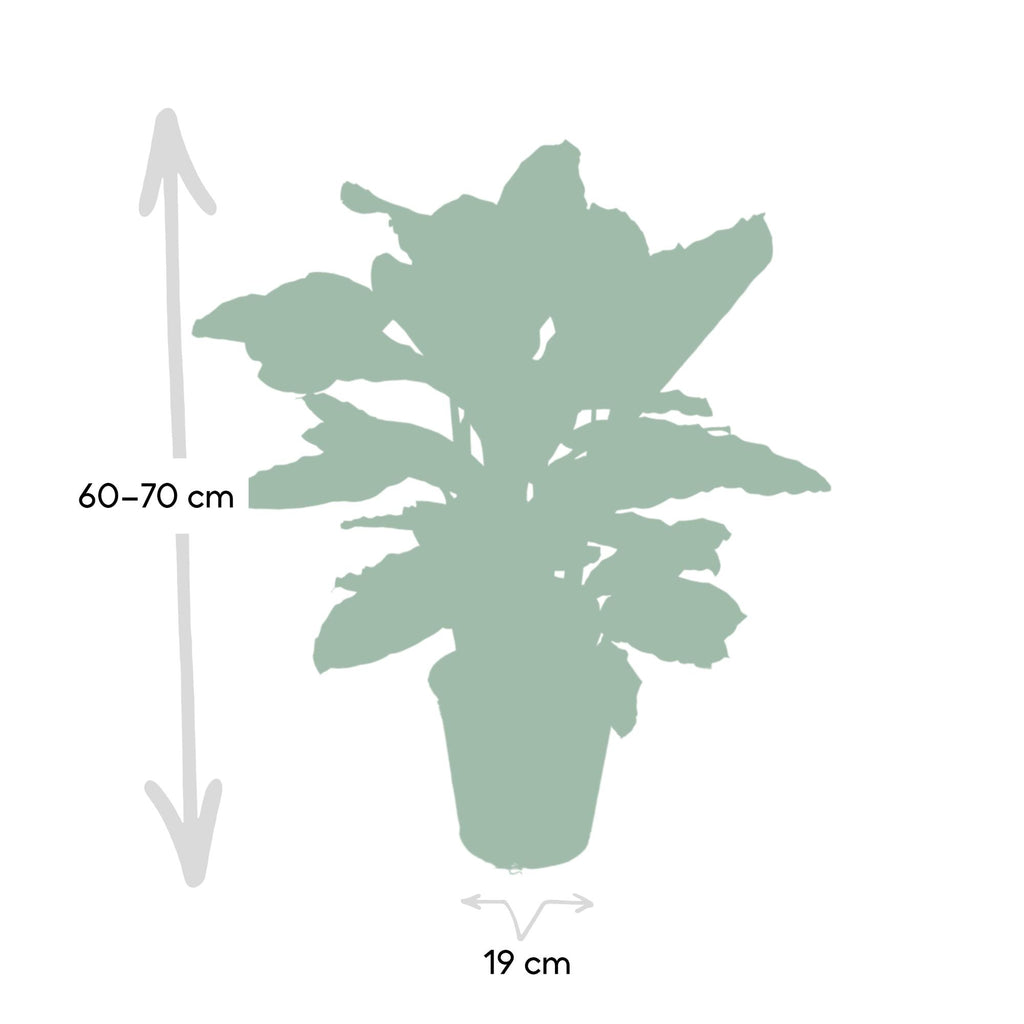 Calathea Zebrina - Pauwenplant - Ø19cm - ↕80cm