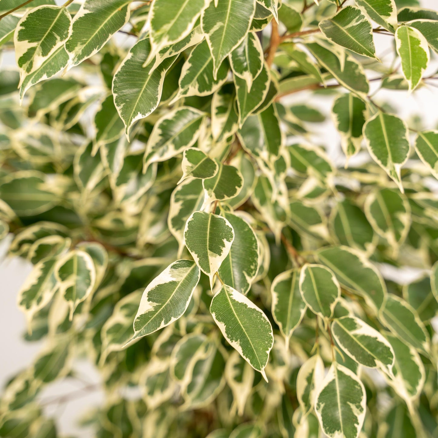 Ficus benjamina Twilight - Ø21cm - ↕95cm + Mand Selin