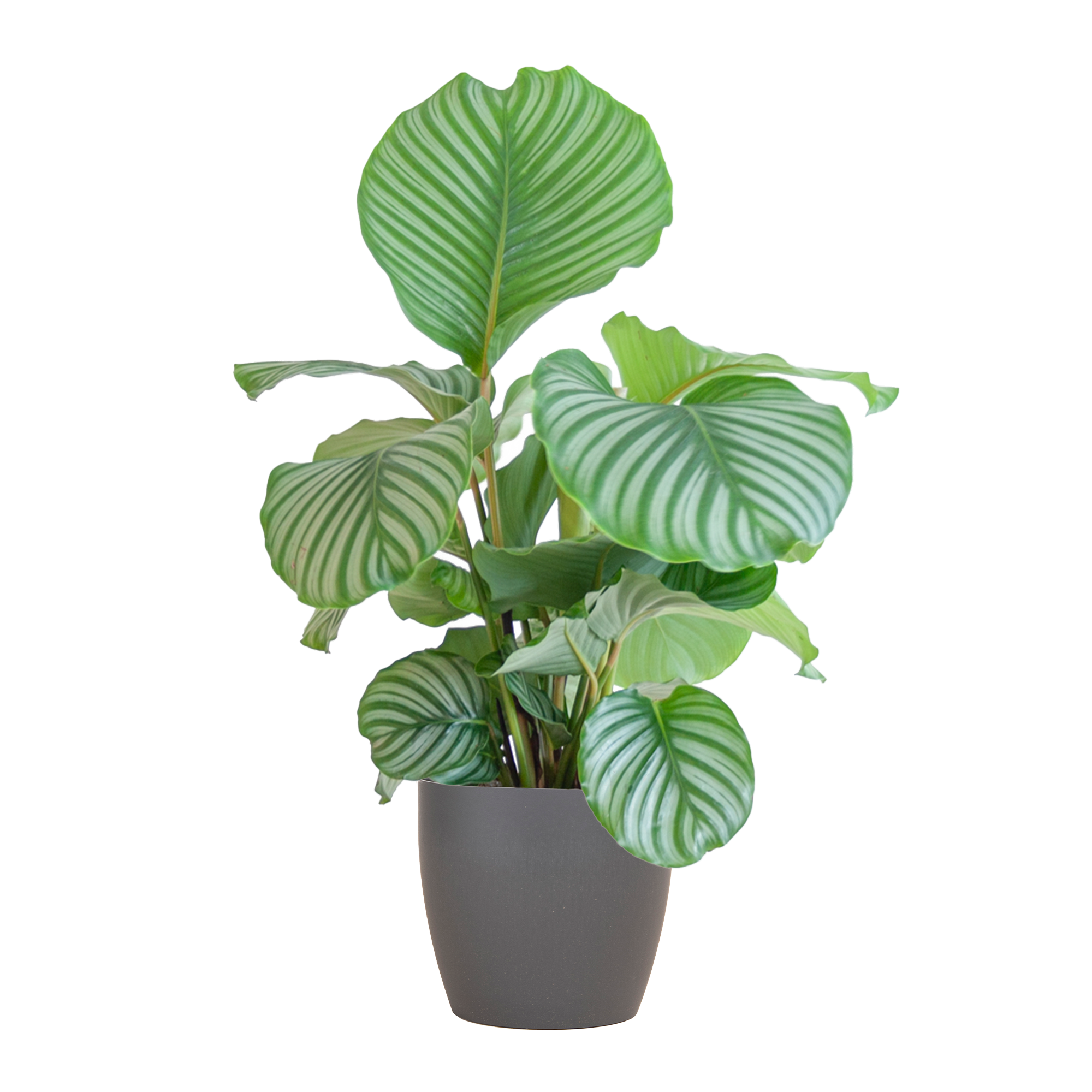 Calathea Orbifolia met Viber grijs - 65cm - Ø21
