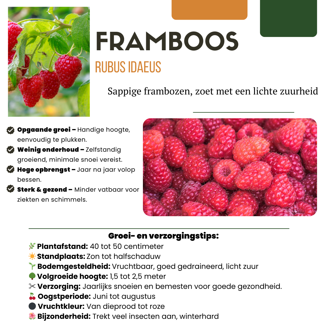 3 x biologische frambozenplanten - Ø 13 cm - ↨ 20 cm