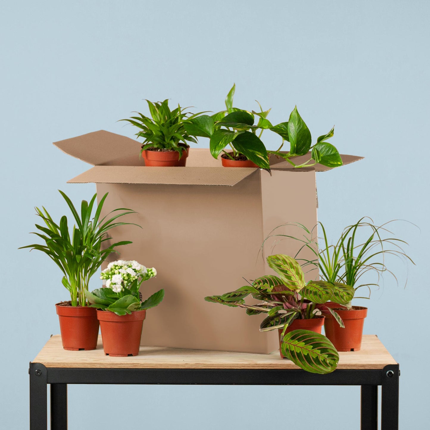 Groene Kneusjesbox (6 stuks)
