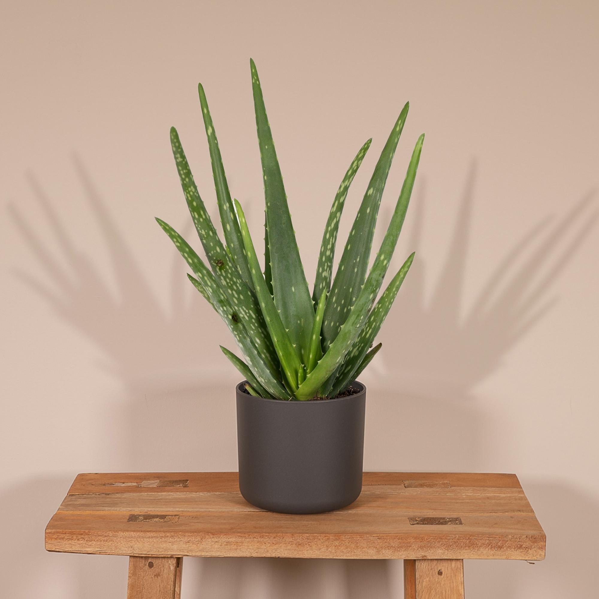 Aloe vera - Ø12cm - ↕40cm - Ø12 - ↨40cm
