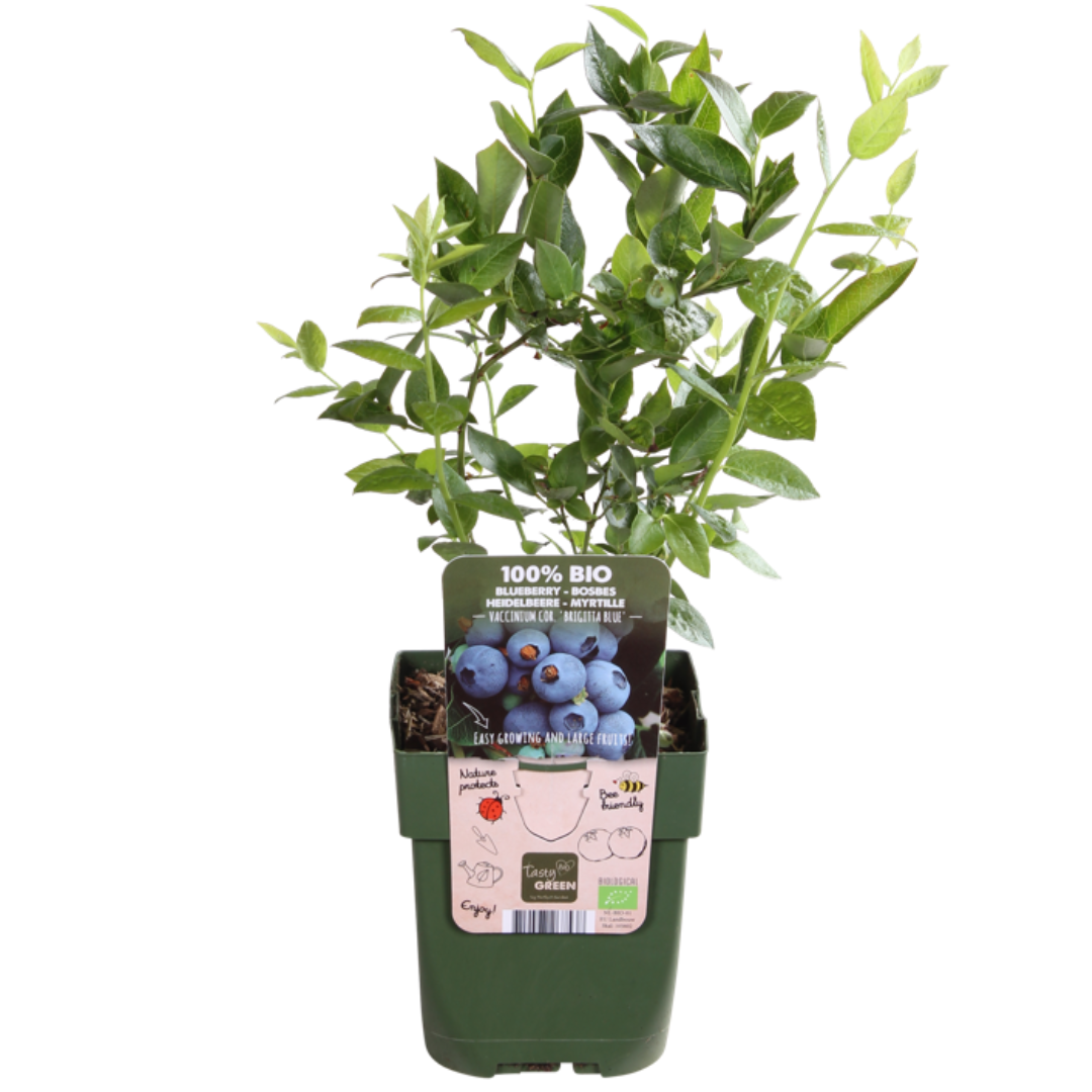 "Vruchtenparadijs" BIO Fruitplanten mix set van 4 verschillende soorten