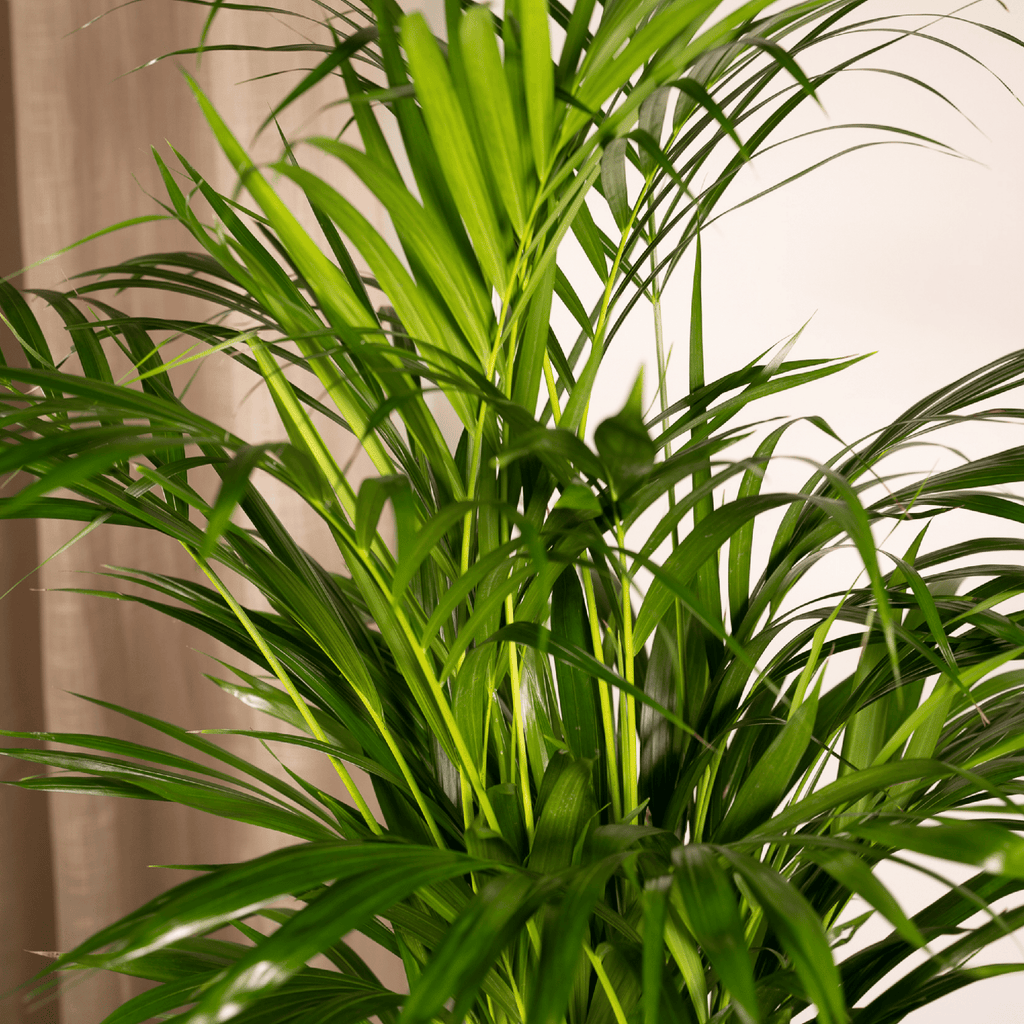 Areca palm - Ø17cm - ↕70cm