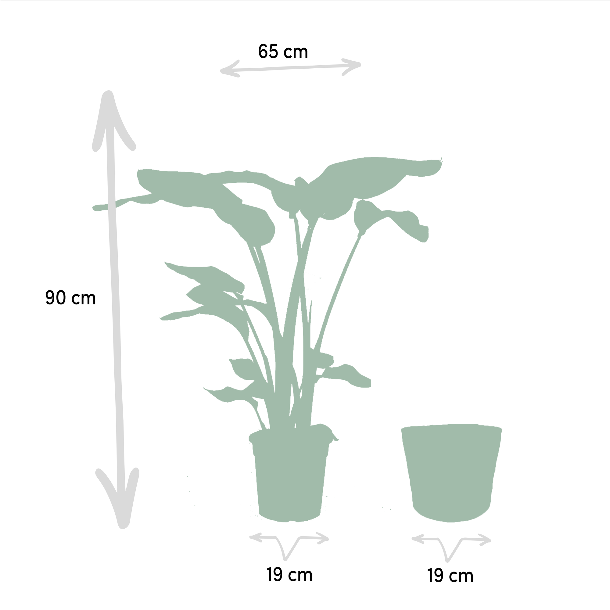 Strelitzia Nicolai - Ø19cm - ↕85cm + Alocasia Macrorrhiza - Ø19cm - ↕70cm + Mand Selin
