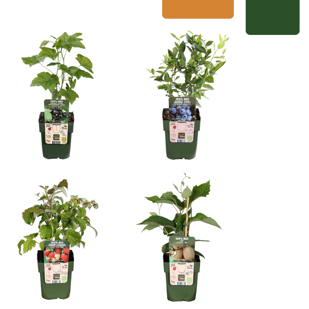"Zomervruchten" BIO Fruitplanten mix set van 4 verschillende soorten