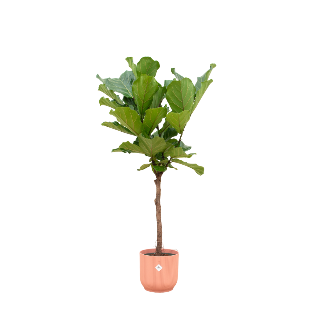 Ficus Lyrata stam inclusief elho Vibes Fold Round roze - 150 cm - Ø30