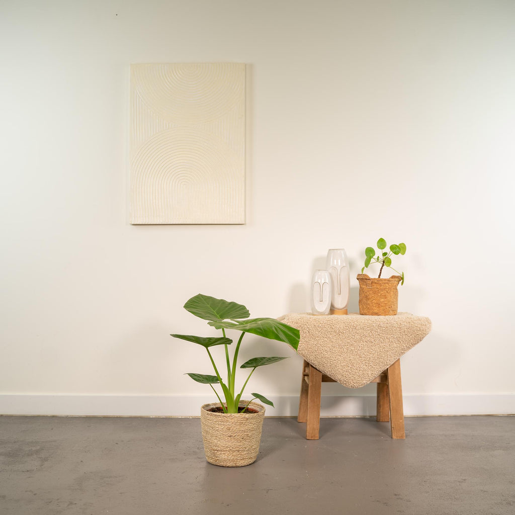 Alocasia Macrorrhiza - Ø19cm - ↕70cm + Mand Selin