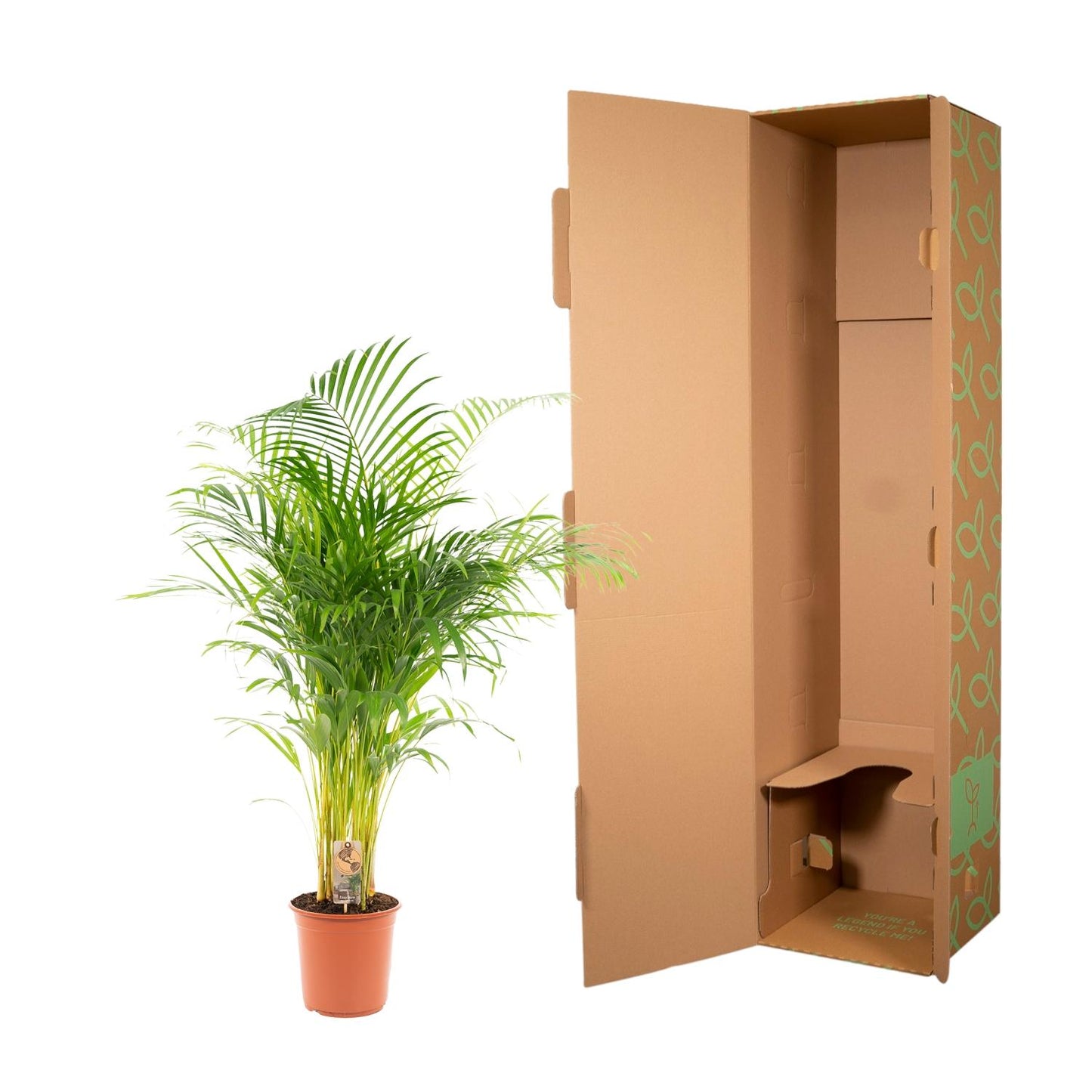 Areca palm - Ø21cm - ↕130cm