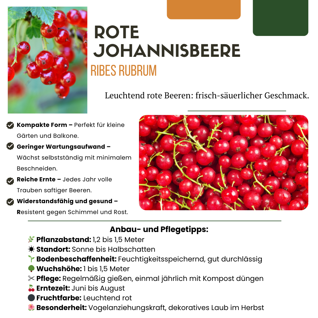 3 x Biologische Kruisbessenplanten - Ø 13 cm - ↨ 20 cm