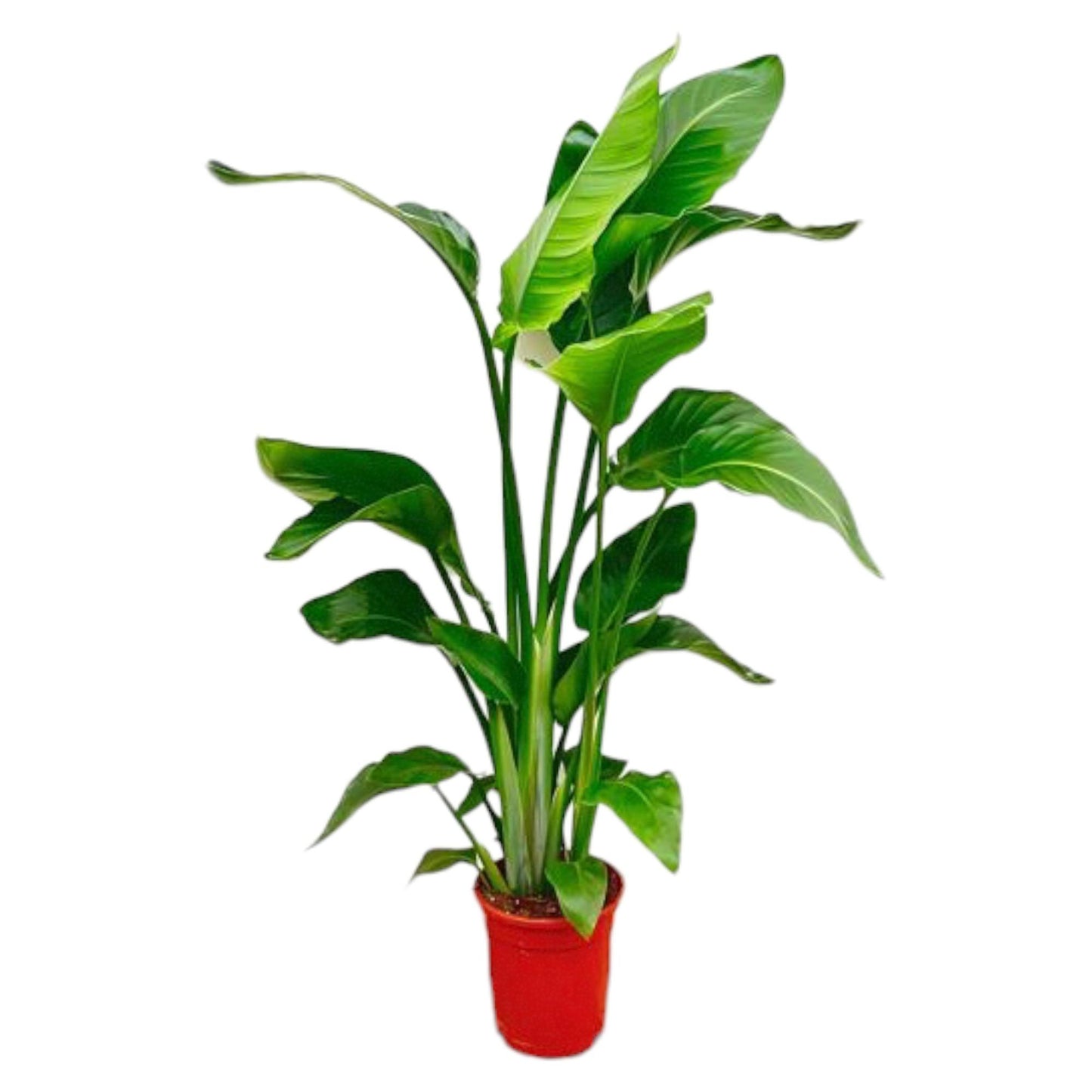 Strelitzia Nicolai - 80-100 cm - ø17