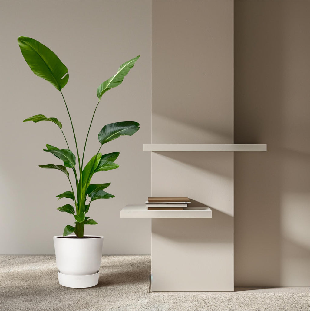 Strelitzia Nicolai - 170 cm - ⌀24