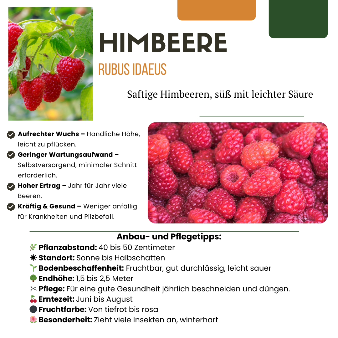 "Vruchten oase" BIO Fruitplanten mix set van 5 verschillende soorten