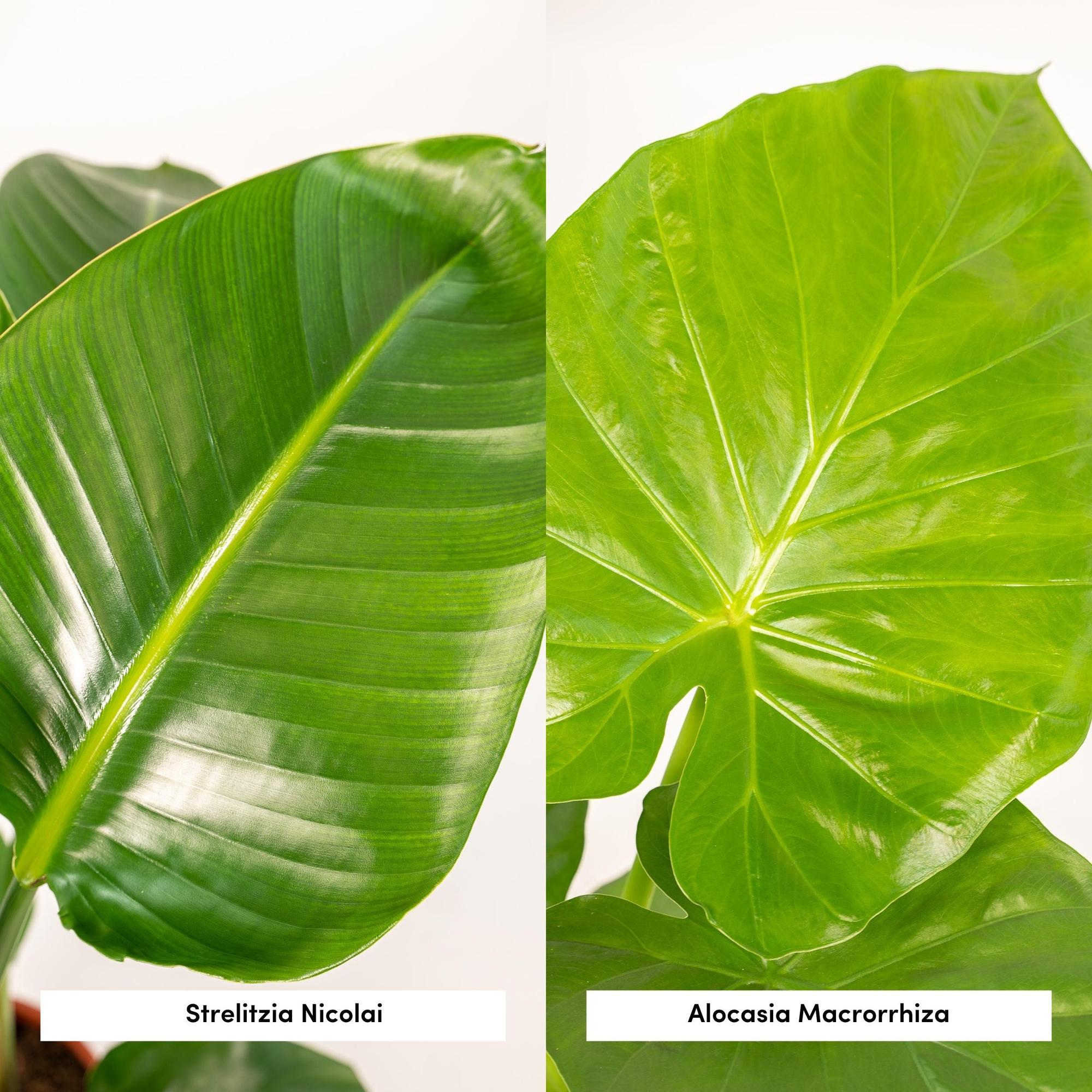 Strelitzia Nicolai - Ø19cm - ↕85cm + Alocasia Macrorrhiza - Ø19cm - ↕70cm + Mand Selin